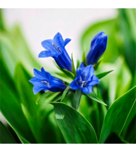 Natural Gentian flavouring